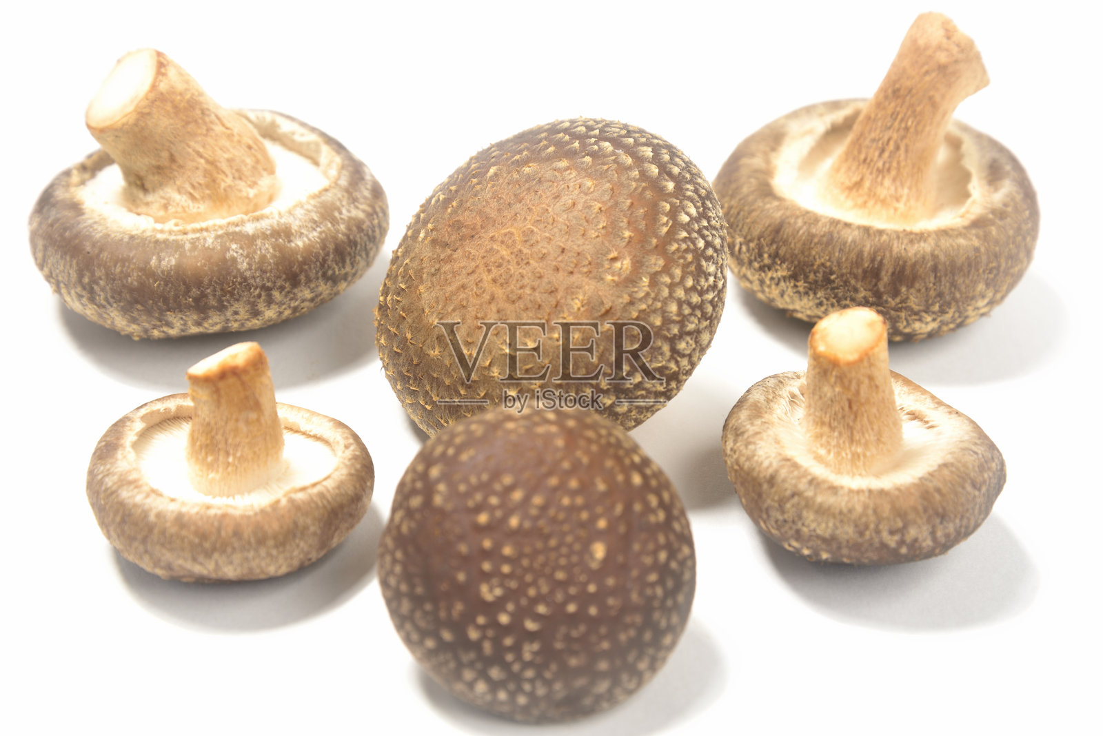 生香菇照片摄影图片