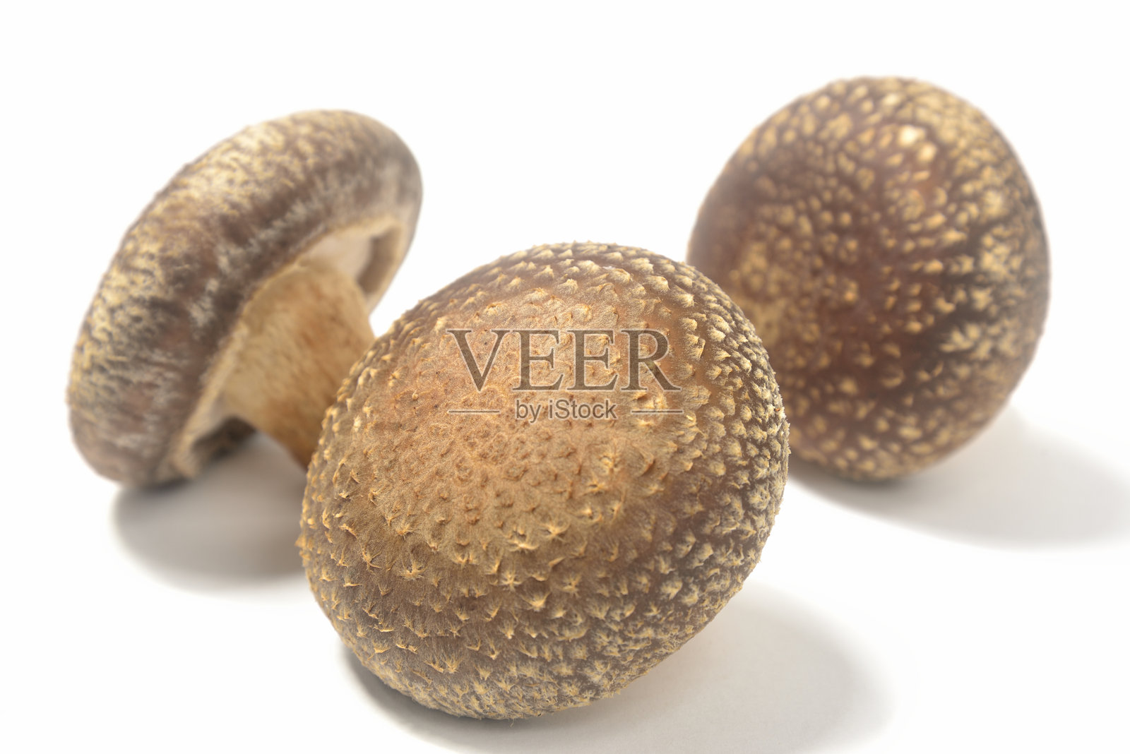 生香菇照片摄影图片