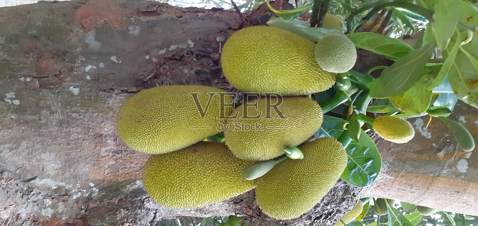 菠萝蜜照片摄影图片