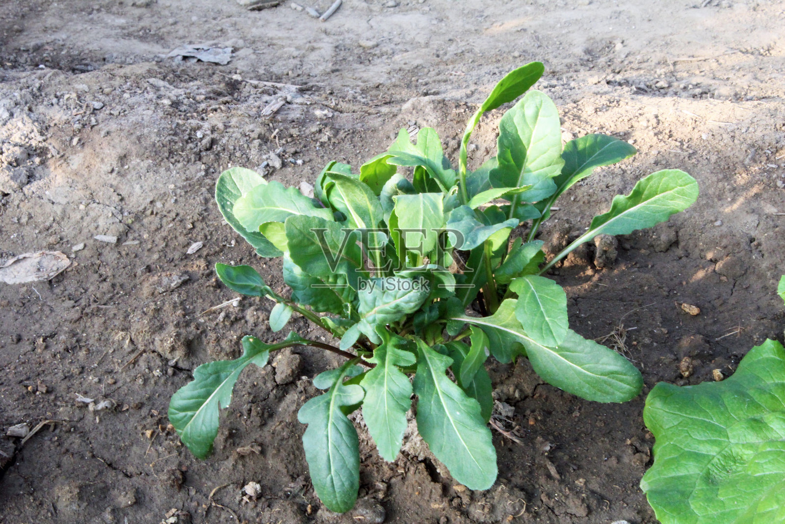 在菜园中种植的芝麻菜照片摄影图片