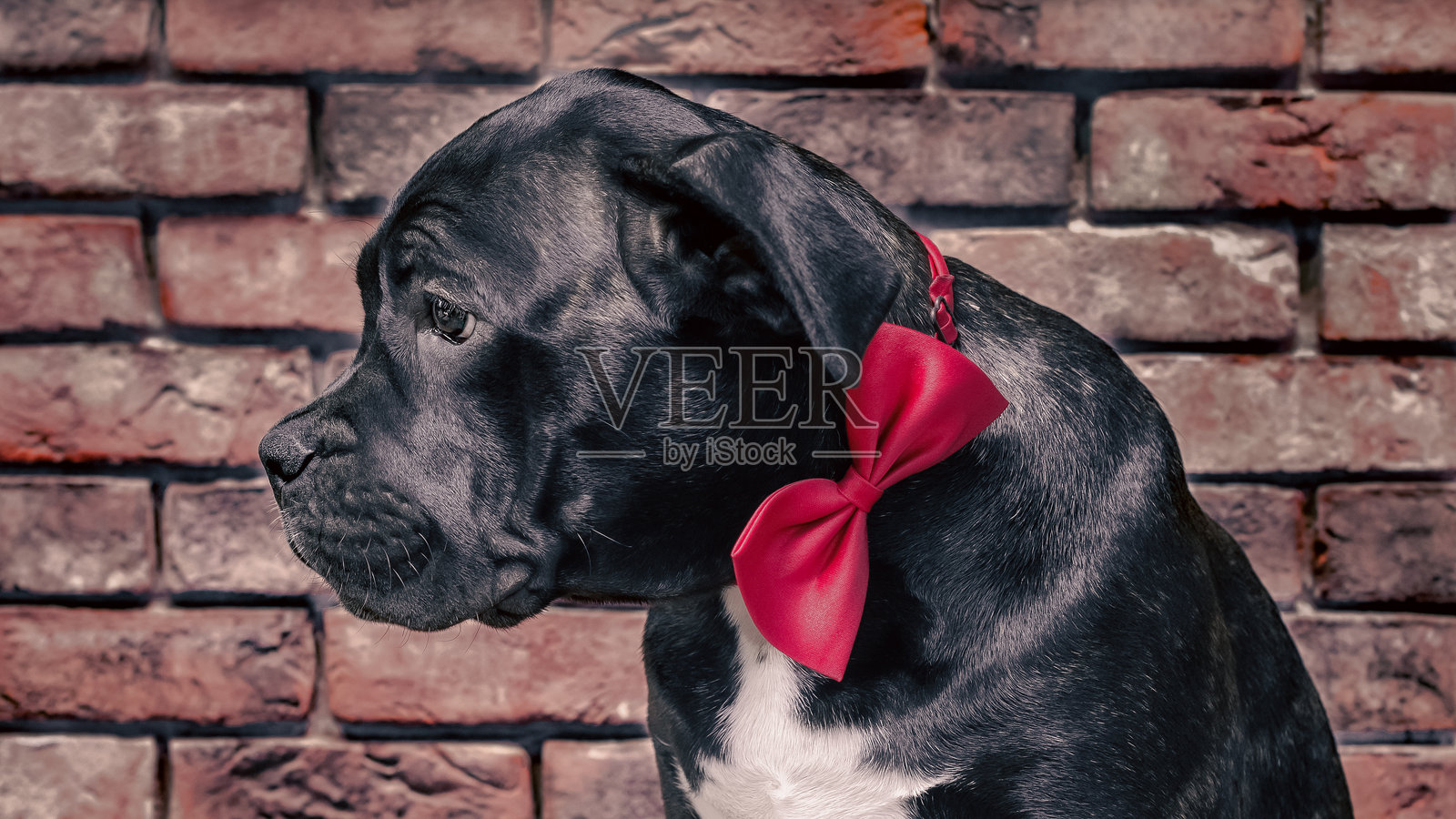 黑色卡内科犬小狗在砖墙背景下的特写照片摄影图片