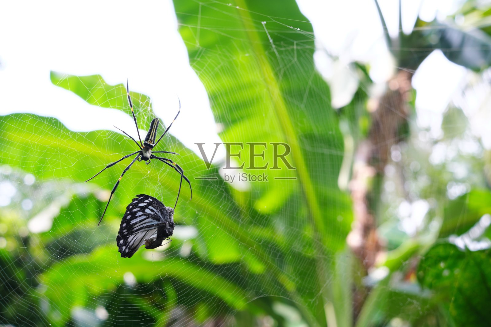 巨型金色圆网蛛捕食蝴蝶。捕获在网中的概念。照片摄影图片