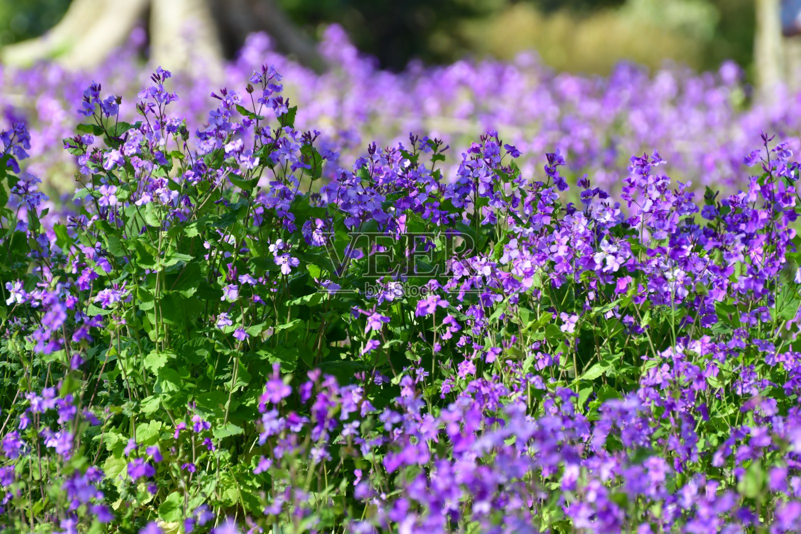 紫花菜 / 紫花芥：一年生或二年生的芥菜科植物照片摄影图片