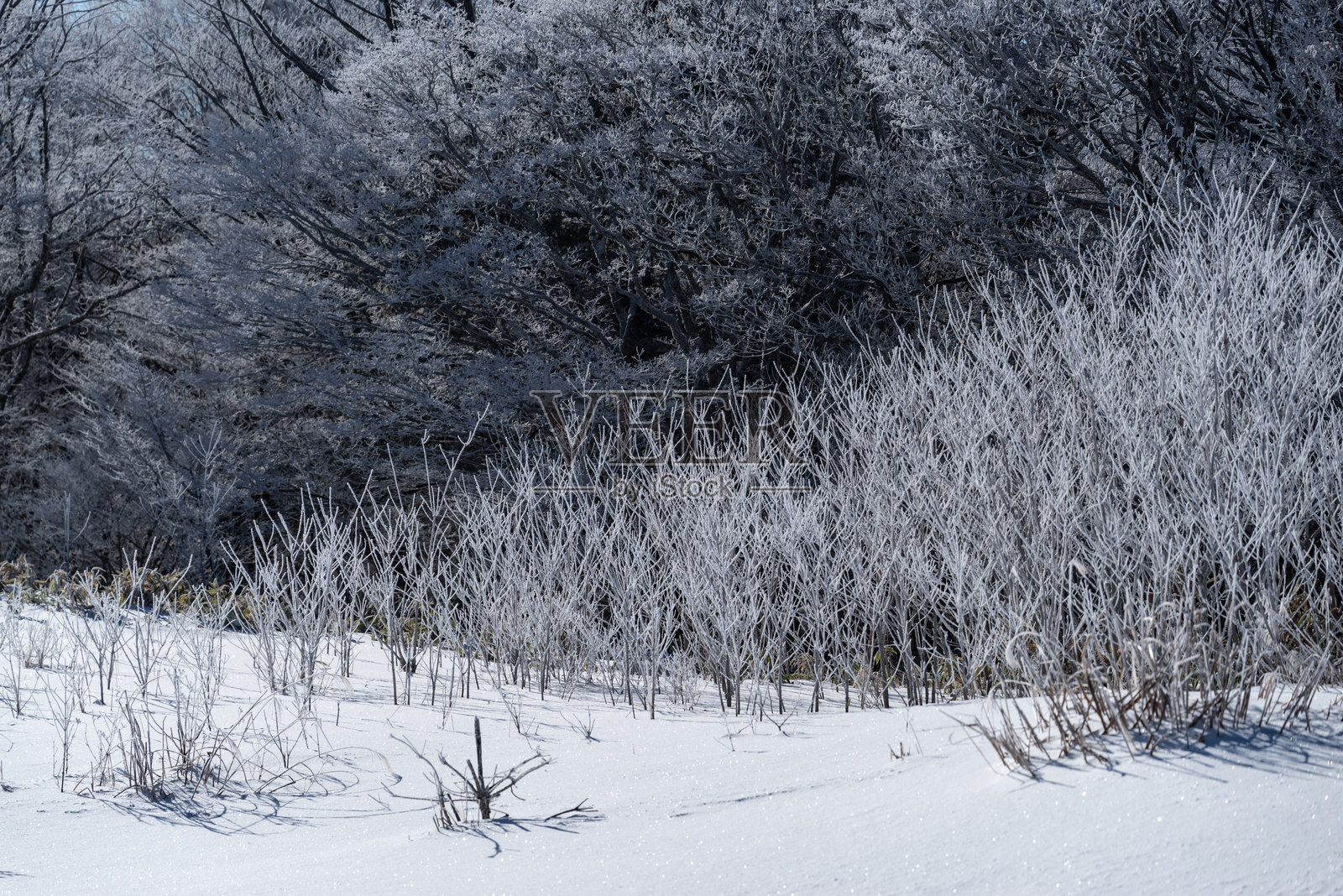 美丽的霜冻森林照片摄影图片