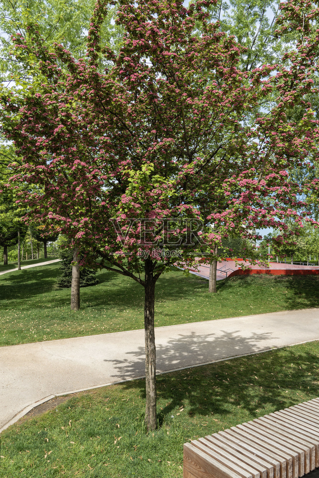 2024年阳光明媚的春晨。加利茨基公园里的开花植物。明亮美丽的粉色山楂花（Crataegus laevigata）在模糊的散景背景中绽放。春季山楂花的微距照片。照片摄影图片