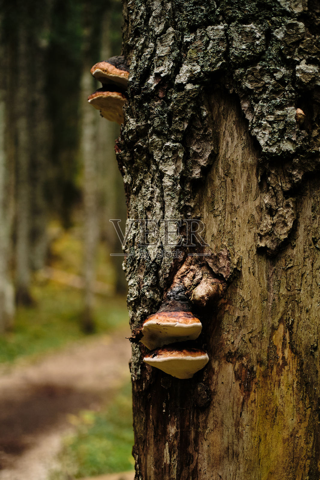 秋季针叶林中，生长在树干上的棕色不可食用蘑菇特写。自然景观位于黑湖 - Crno Jezero，黑山杜尔米托国家公园。照片摄影图片
