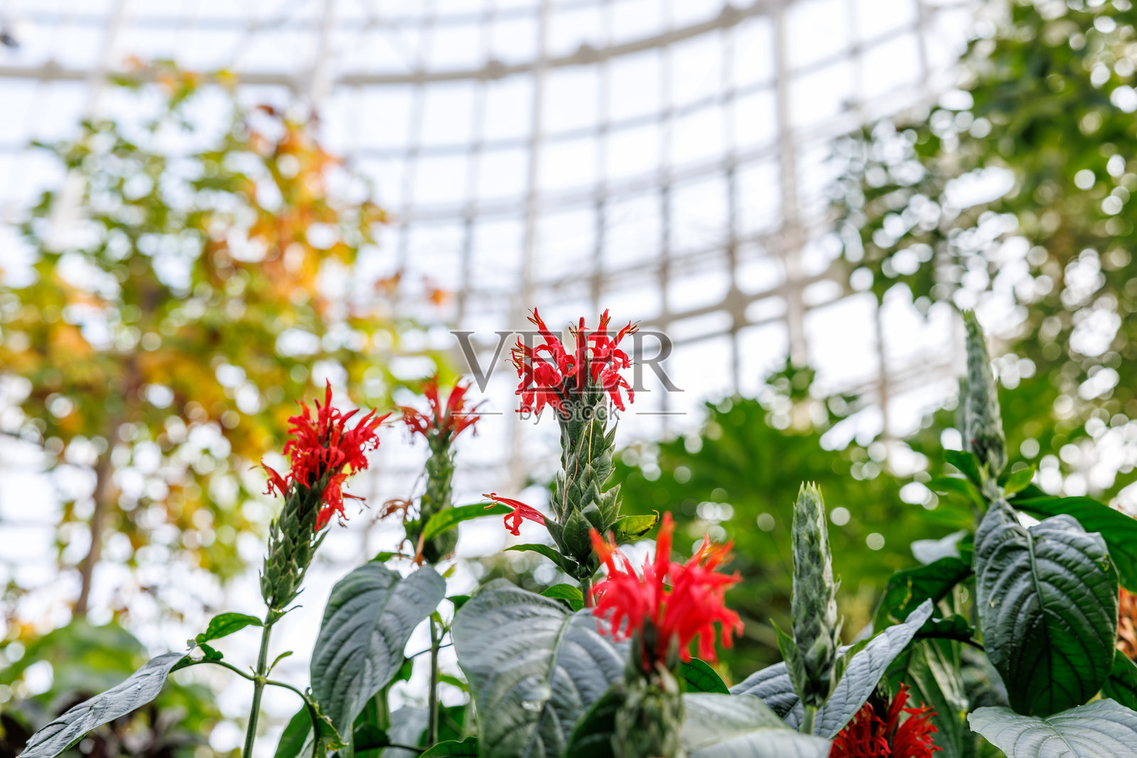 红花（红花草）盛开的特写镜头照片摄影图片