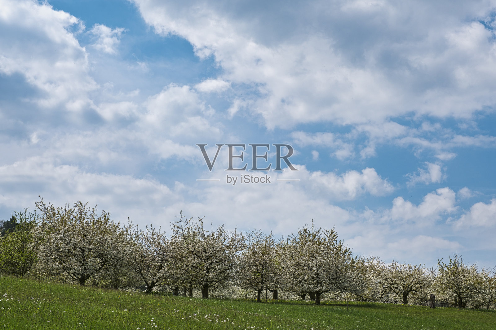 弗兰肯瑞士的樱花照片摄影图片