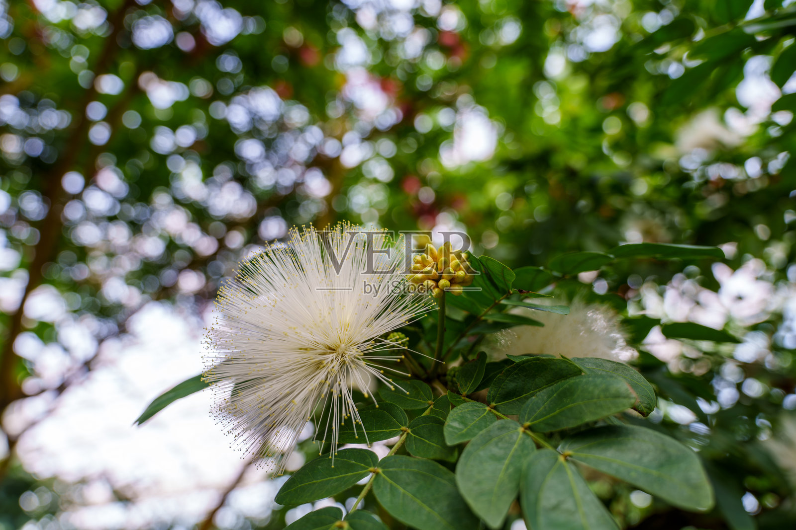 盛开的毛绒白花（红头花）。照片摄影图片