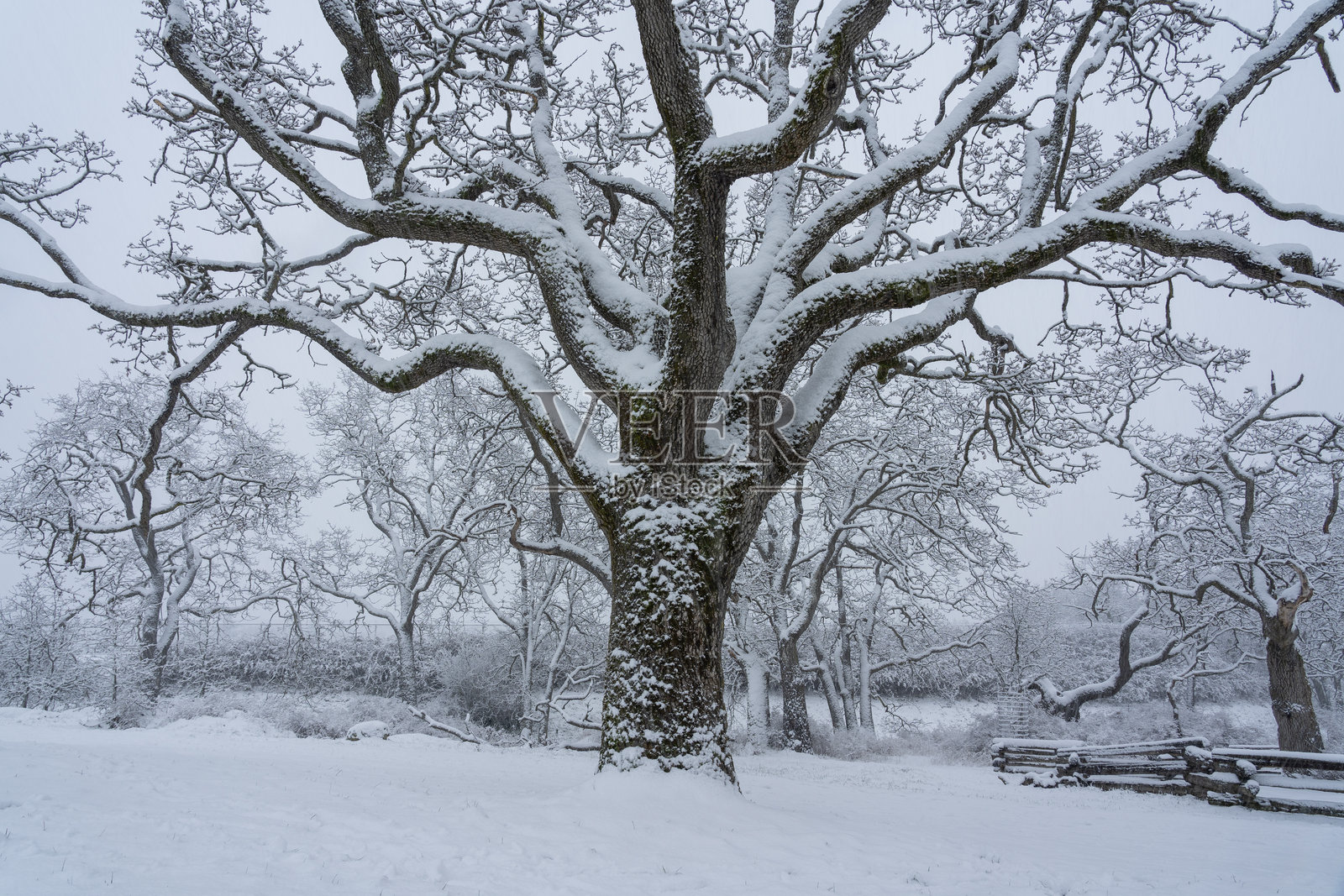 维多利亚BC的雪景照片摄影图片