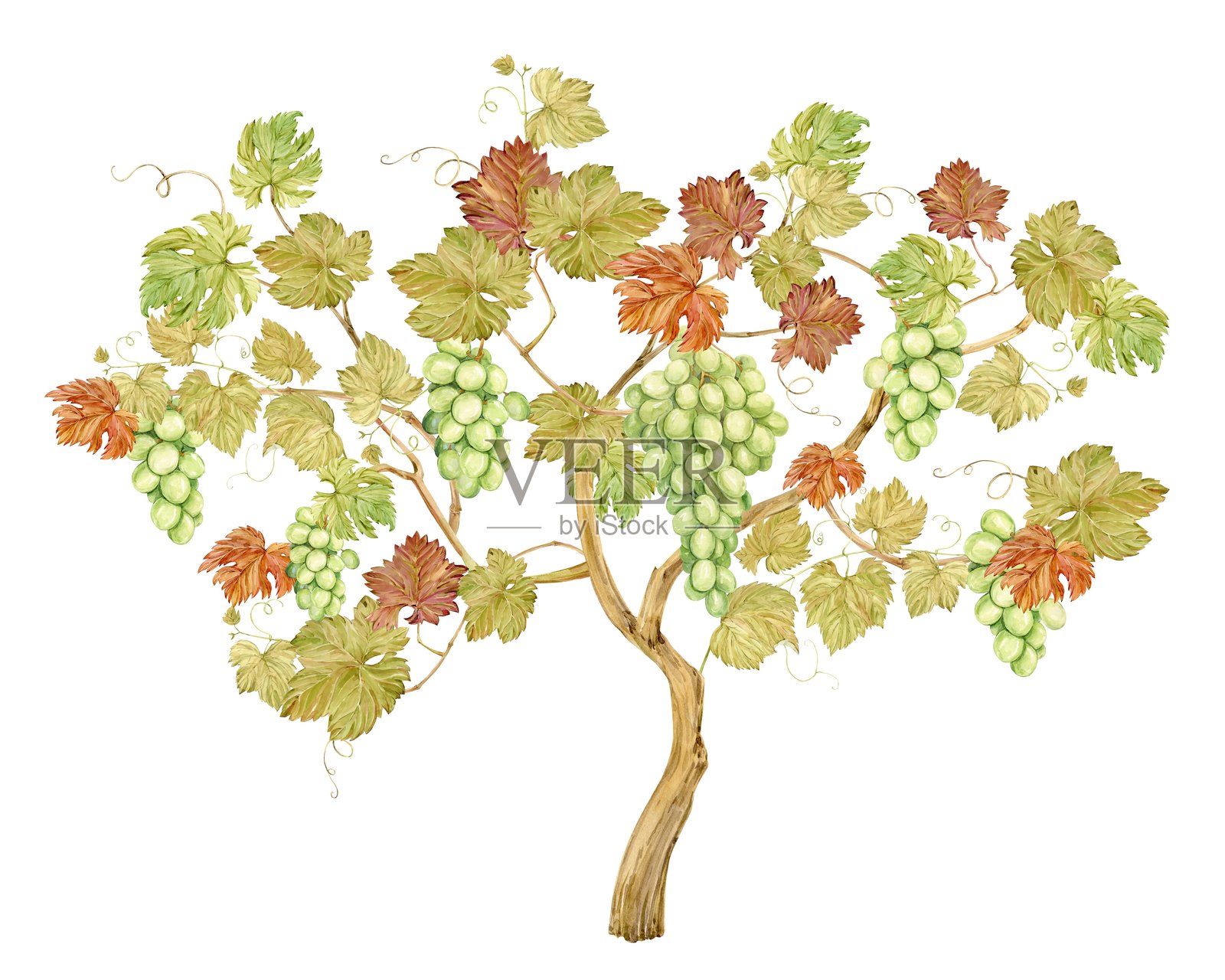 水彩风格的葡萄藤，带有绿色的浆果。水果、叶子和枝条的插图，背景为白色。适用于白葡萄酒、果汁、果酱标签的浆果。酒庄、咖啡馆、餐厅的剪贴画。插画图片素材