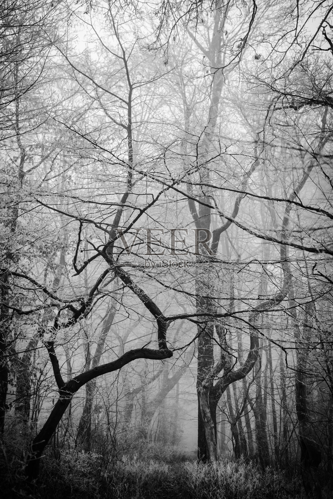 冬季照片摄影图片