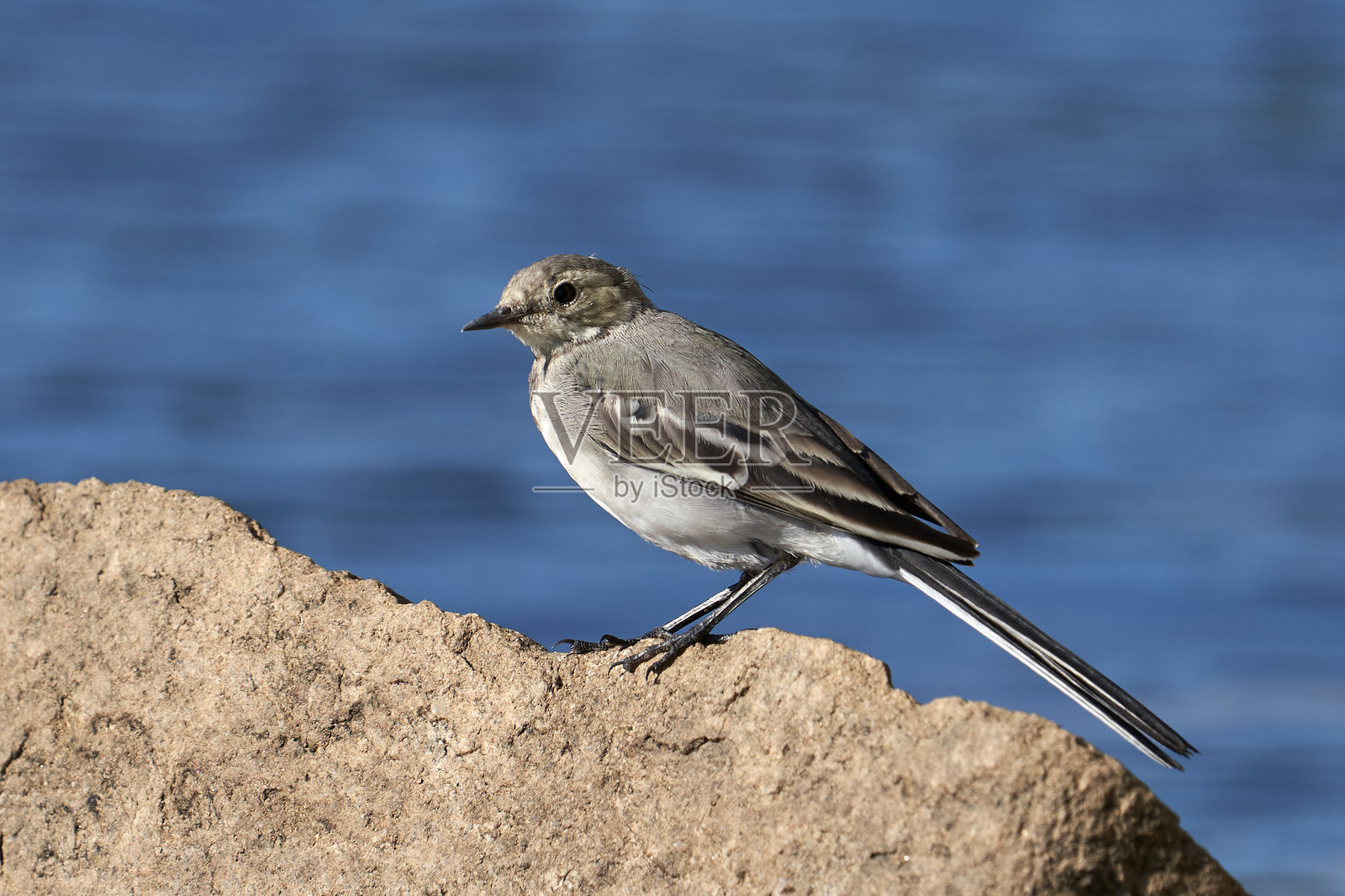 岩石上鸟类的特写，背景是水域照片摄影图片