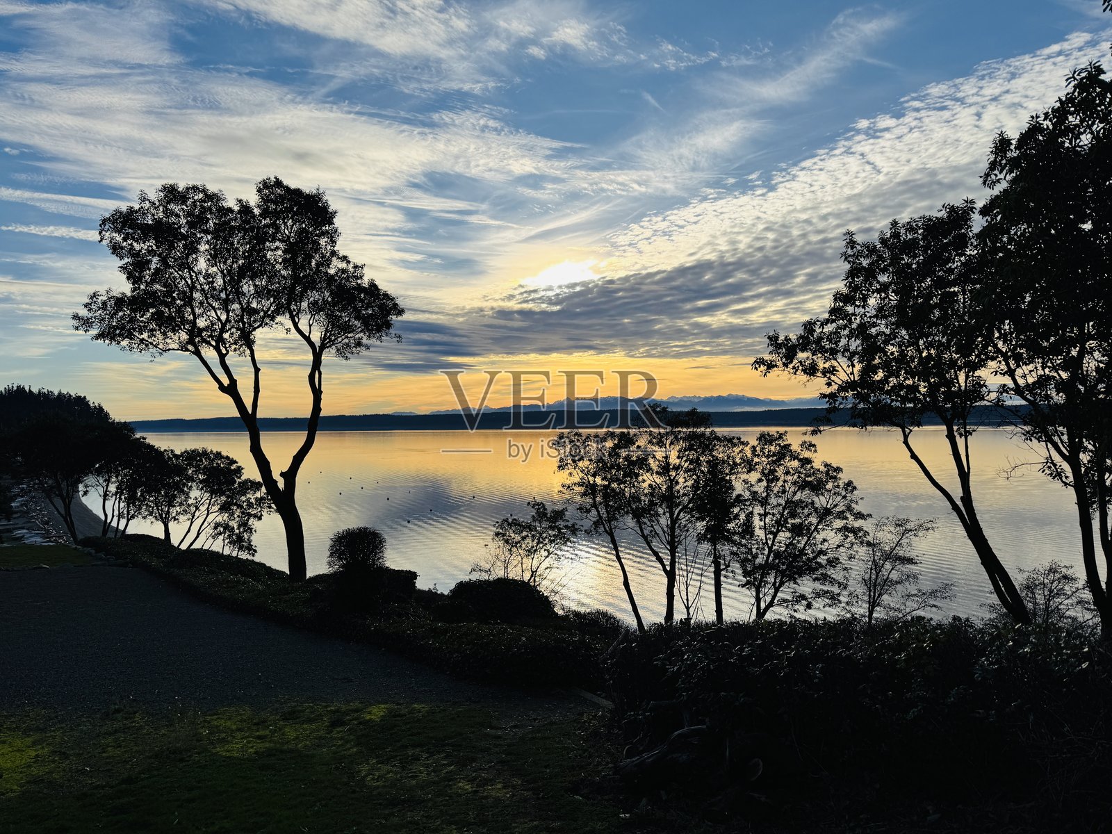 马德罗娜树照片摄影图片