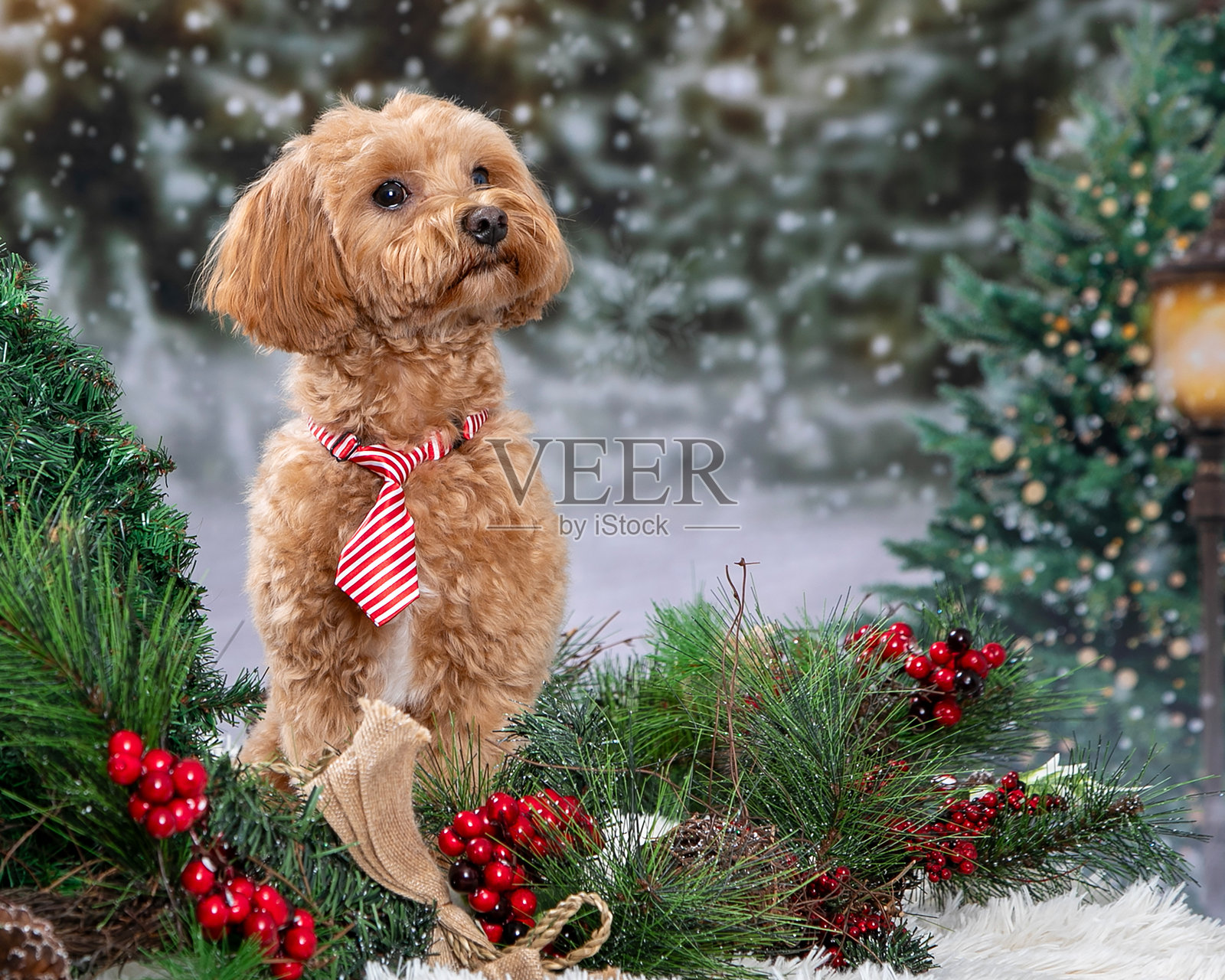 准备迎接圣诞节的小红色涂鸦照片摄影图片