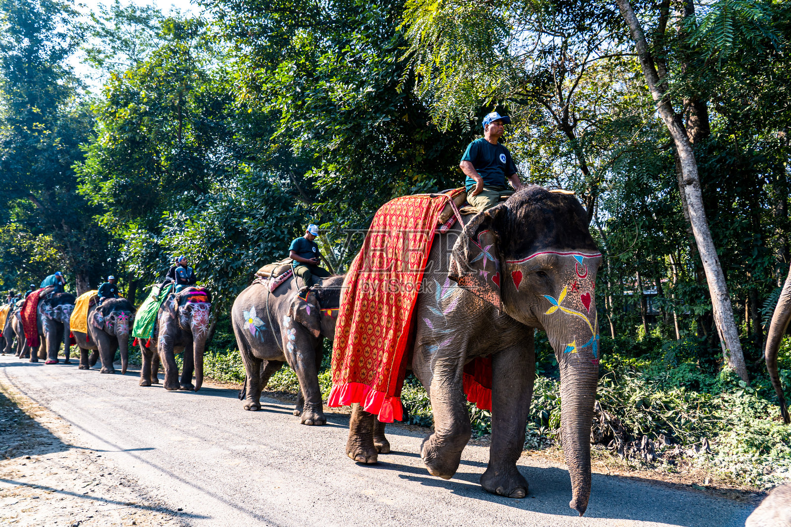 尼泊尔奇旺的索拉哈大象节。照片摄影图片
