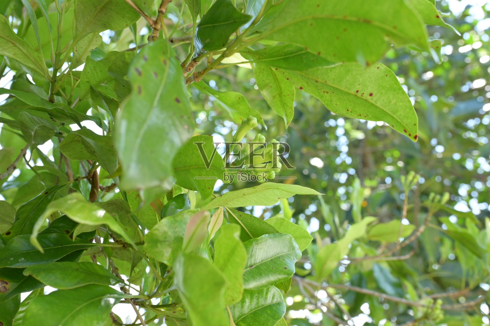 花园里的丁香准备收获照片摄影图片