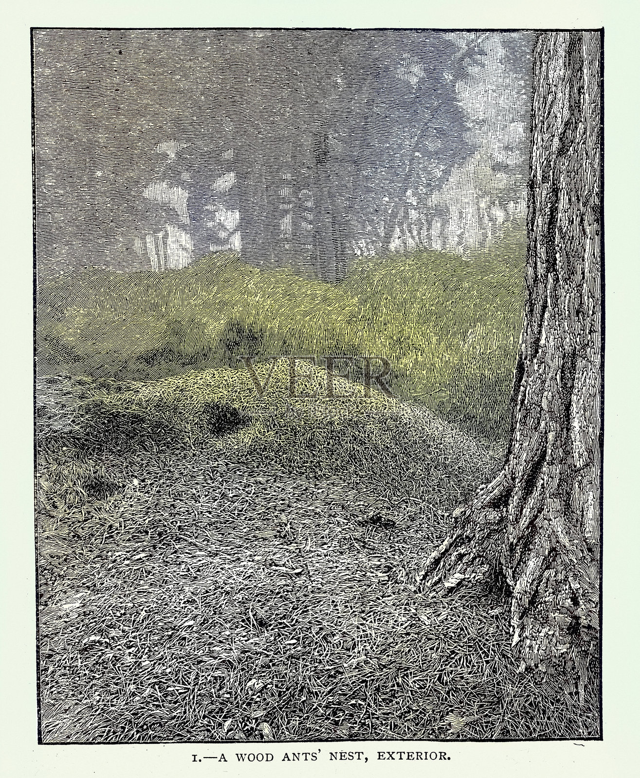 野生动物，红蚁，木蚁巢，外观，韦布里奇，萨里，维多利亚时代，19世纪，复古插图，1890年代插画图片素材