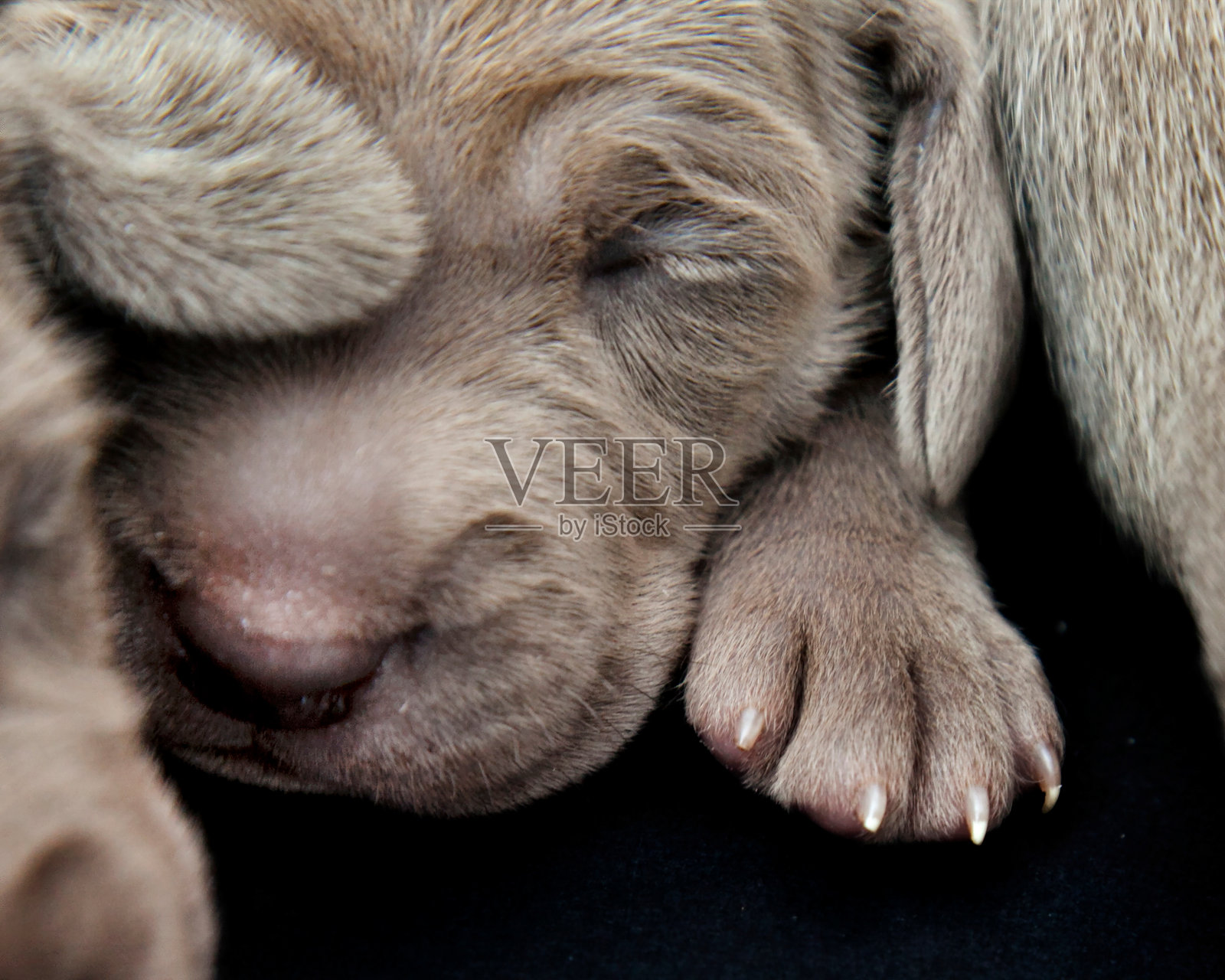 维玛拉犬小狗在睡觉照片摄影图片