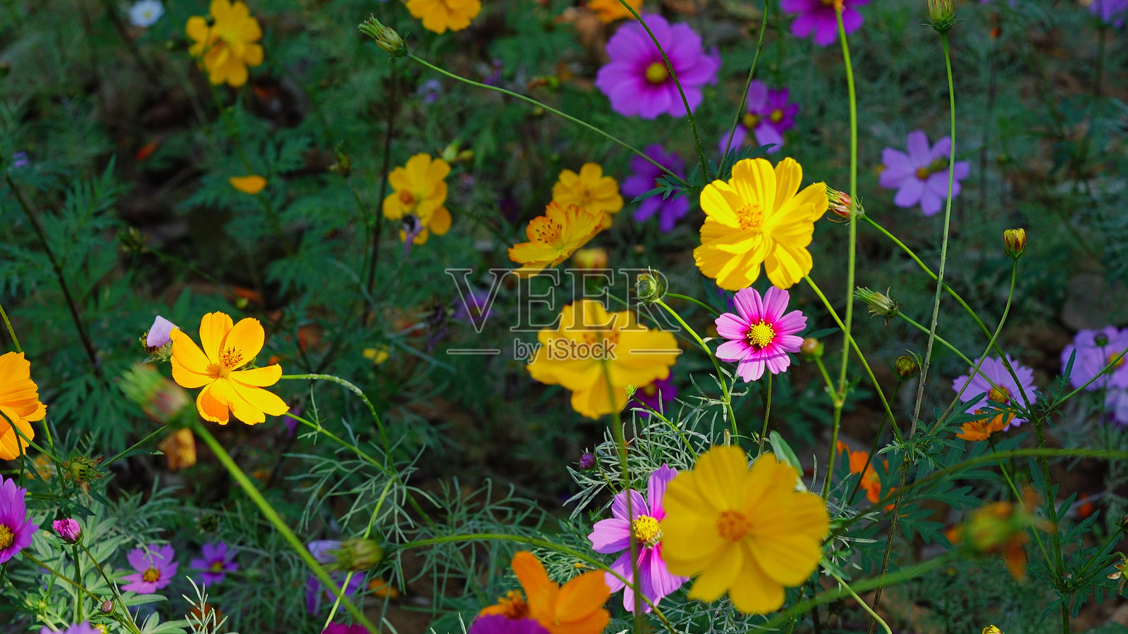 五彩缤纷的宇宙花在冬季绽放得如此美丽。照片摄影图片
