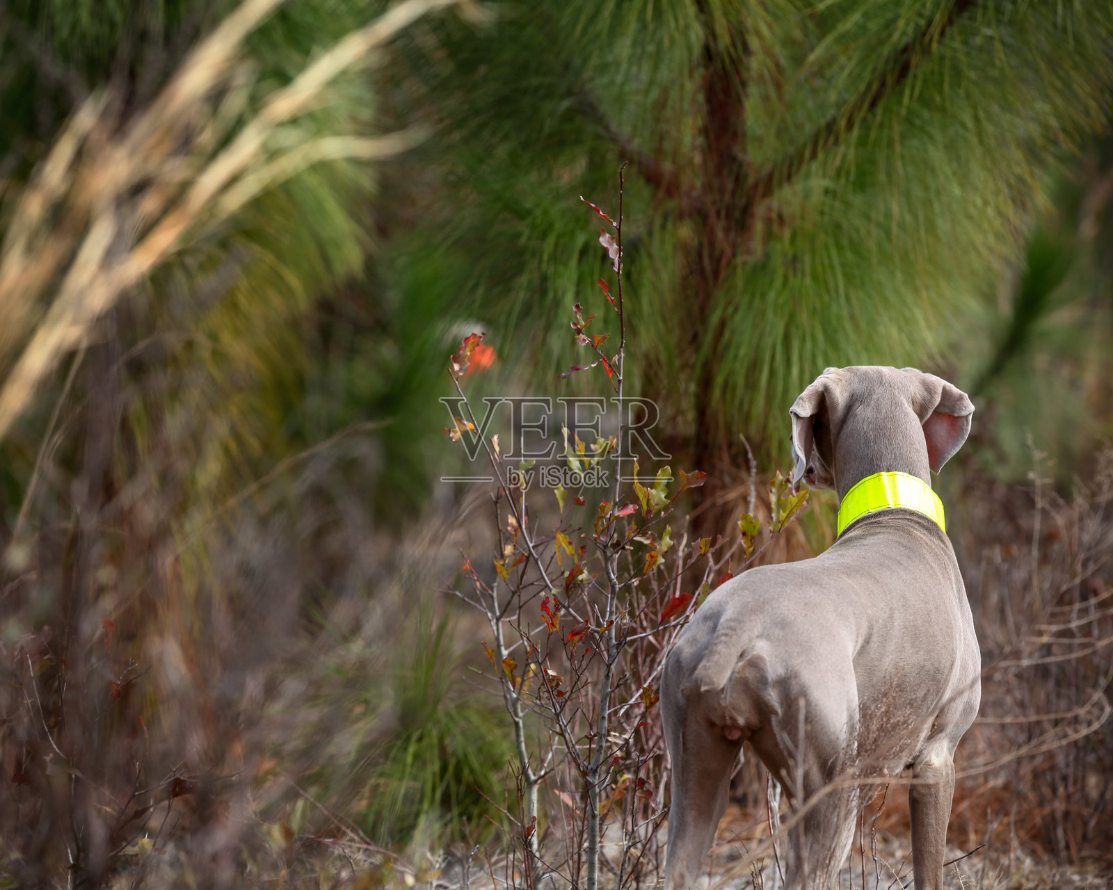 威玛猎犬在猎鸟时保持警觉照片摄影图片
