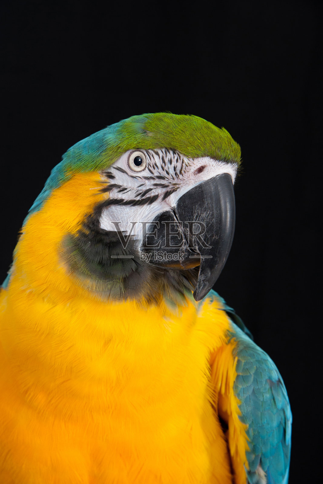 黑色背景上的黄色鸟照片摄影图片