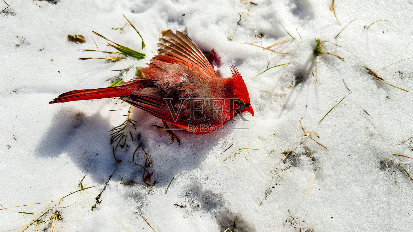 白雪上死去的红雀，草从中探出。照片摄影图片