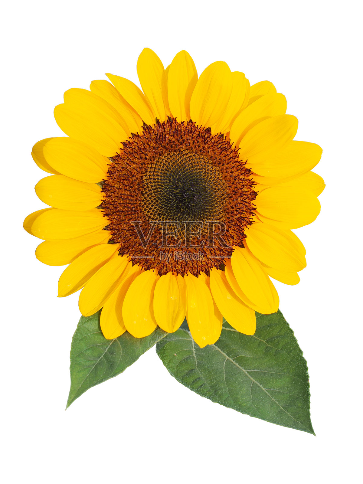 一朵生机勃勃的向日葵特写，适合用于与自然相关的文章、夏季活动和宣传材料。照片摄影图片