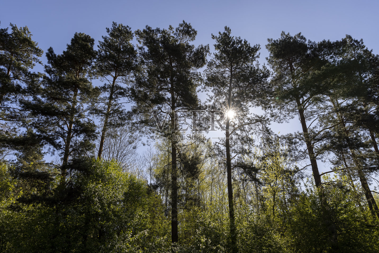 阳光明媚的春天高大的松树照片摄影图片