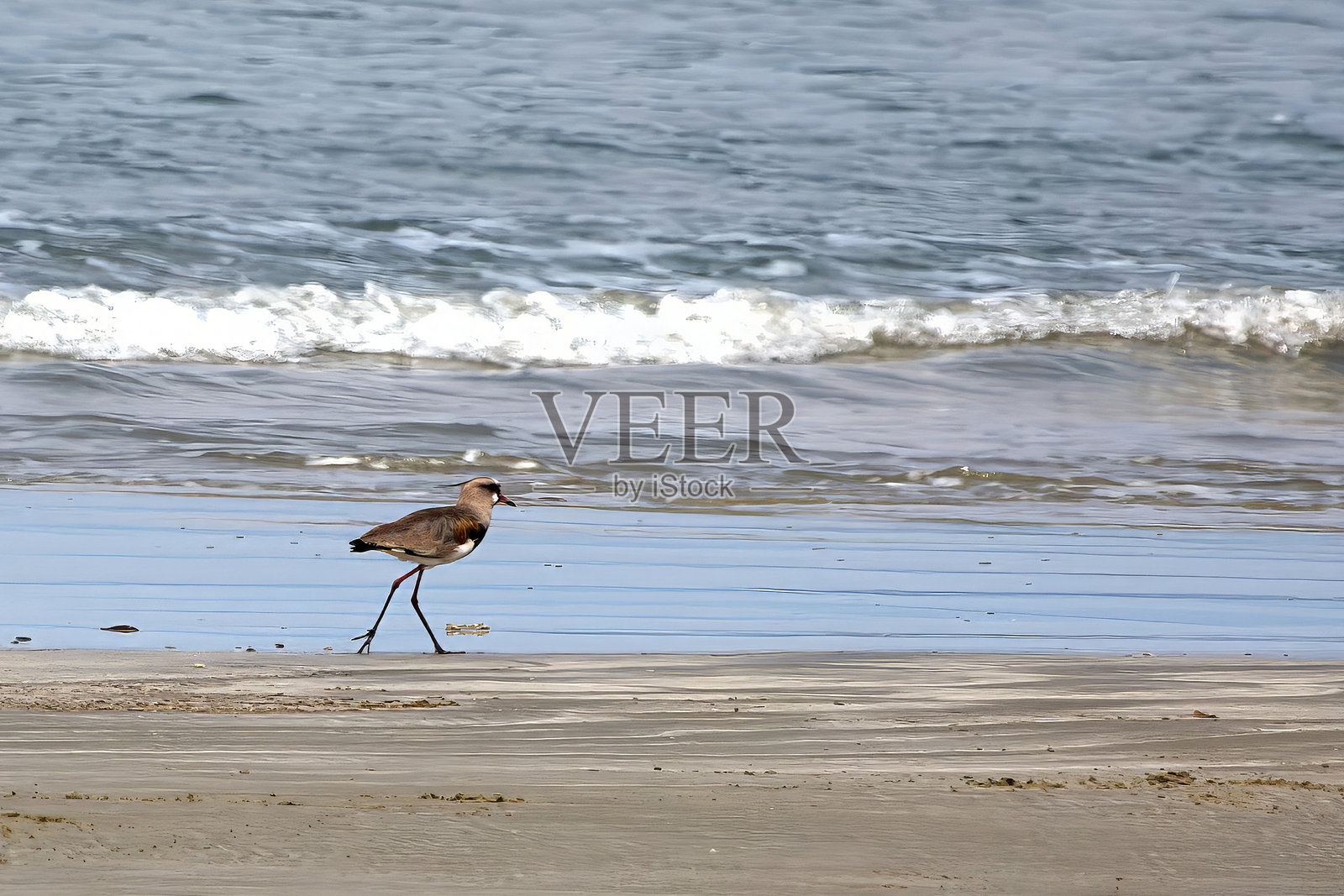 巴西海滩上的南美环颈鸻照片摄影图片