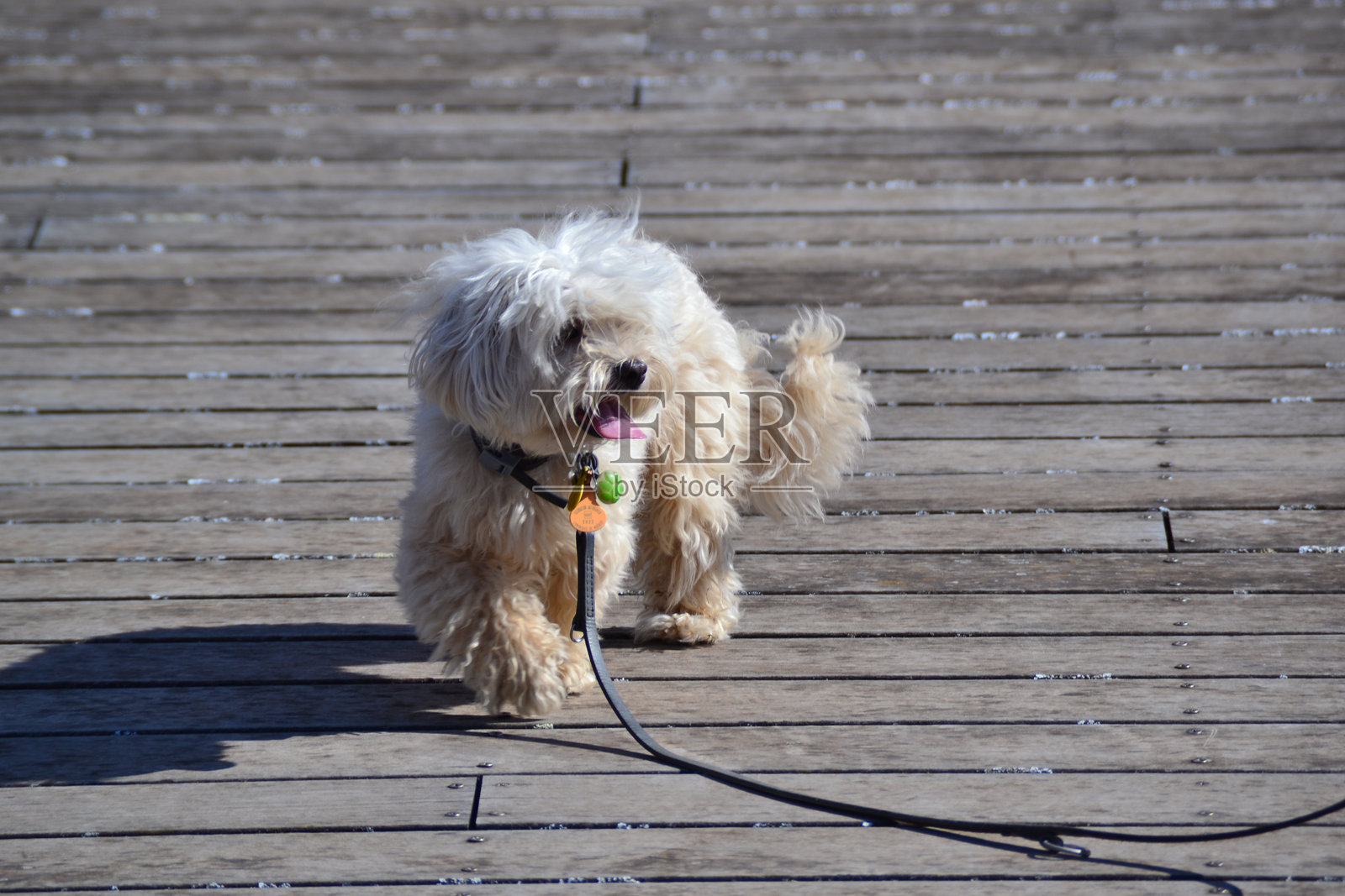 自然中的白狗照片摄影图片