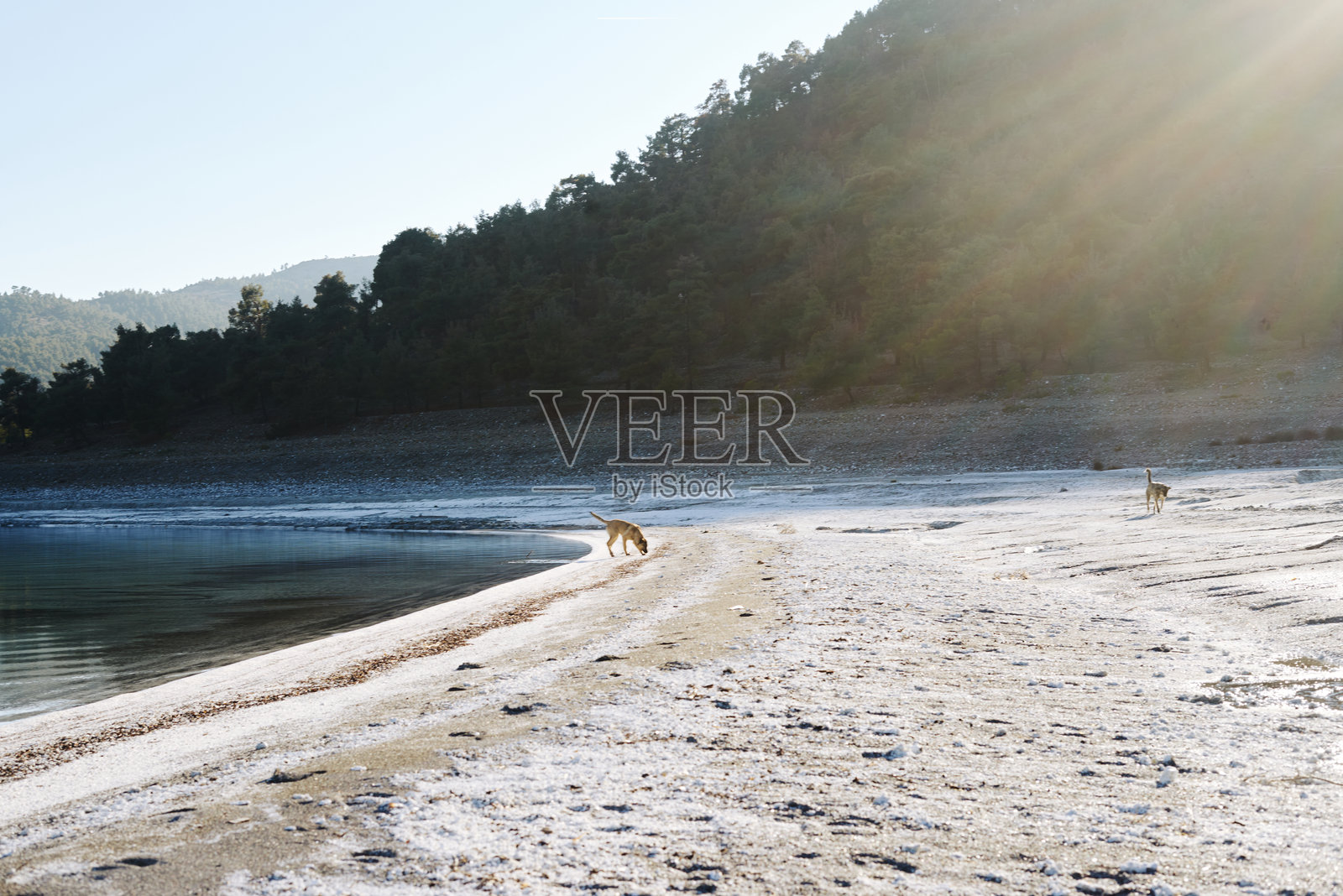 湖泊与狗狗照片摄影图片