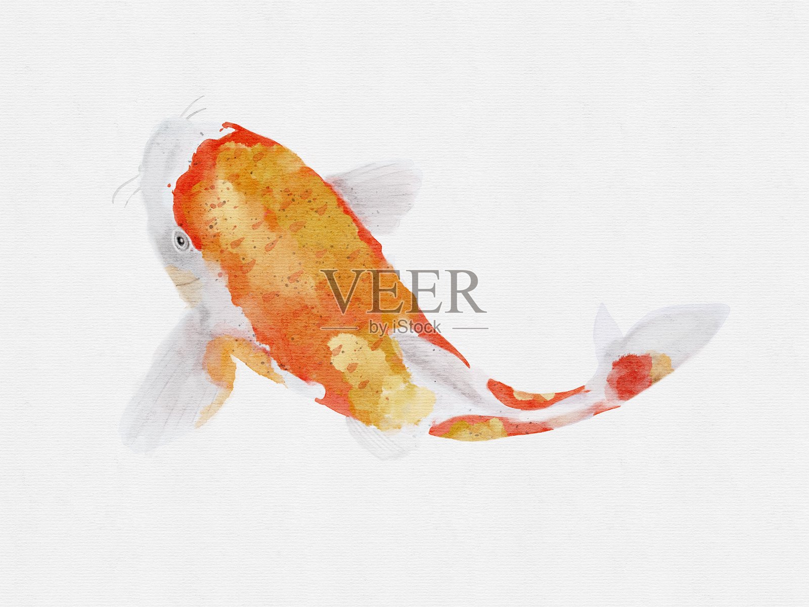 一组水彩画的锦鲤鱼在背景上照片摄影图片
