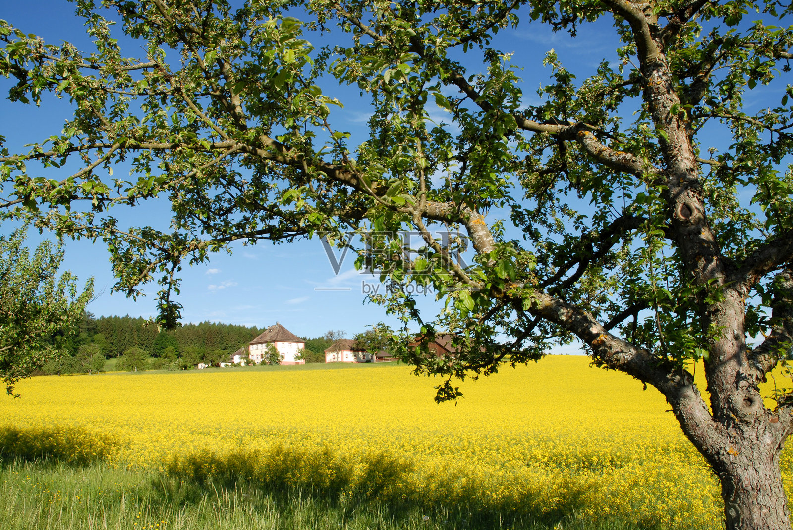 油菜花田与农业照片摄影图片
