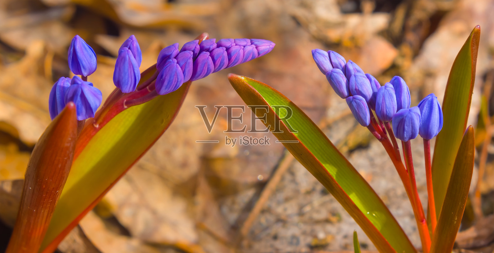 特写镜头下的一对野生春花从森林中的干叶中冒出。照片摄影图片
