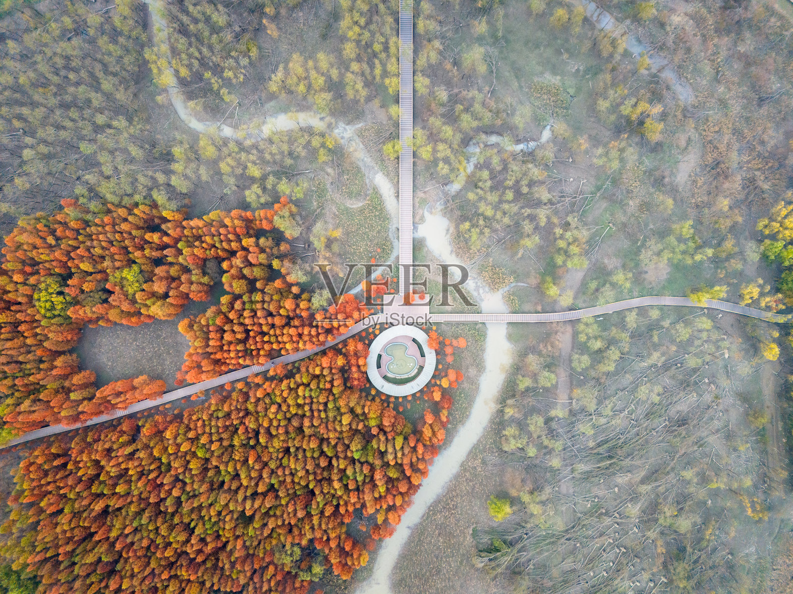 秋天的水杉，上海崇明岛西沙湿地公园照片摄影图片