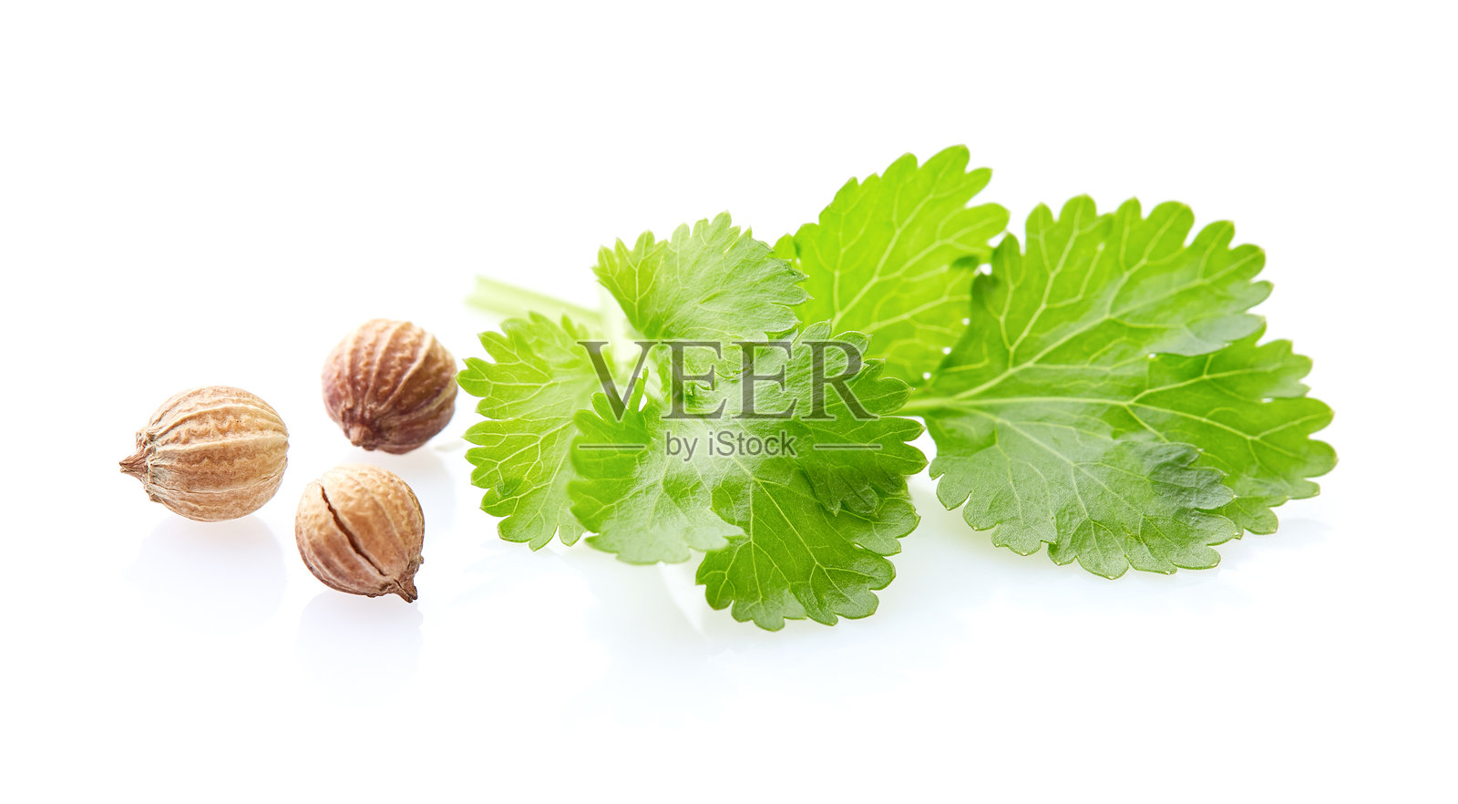 白色背景上的香菜种子和叶子照片摄影图片