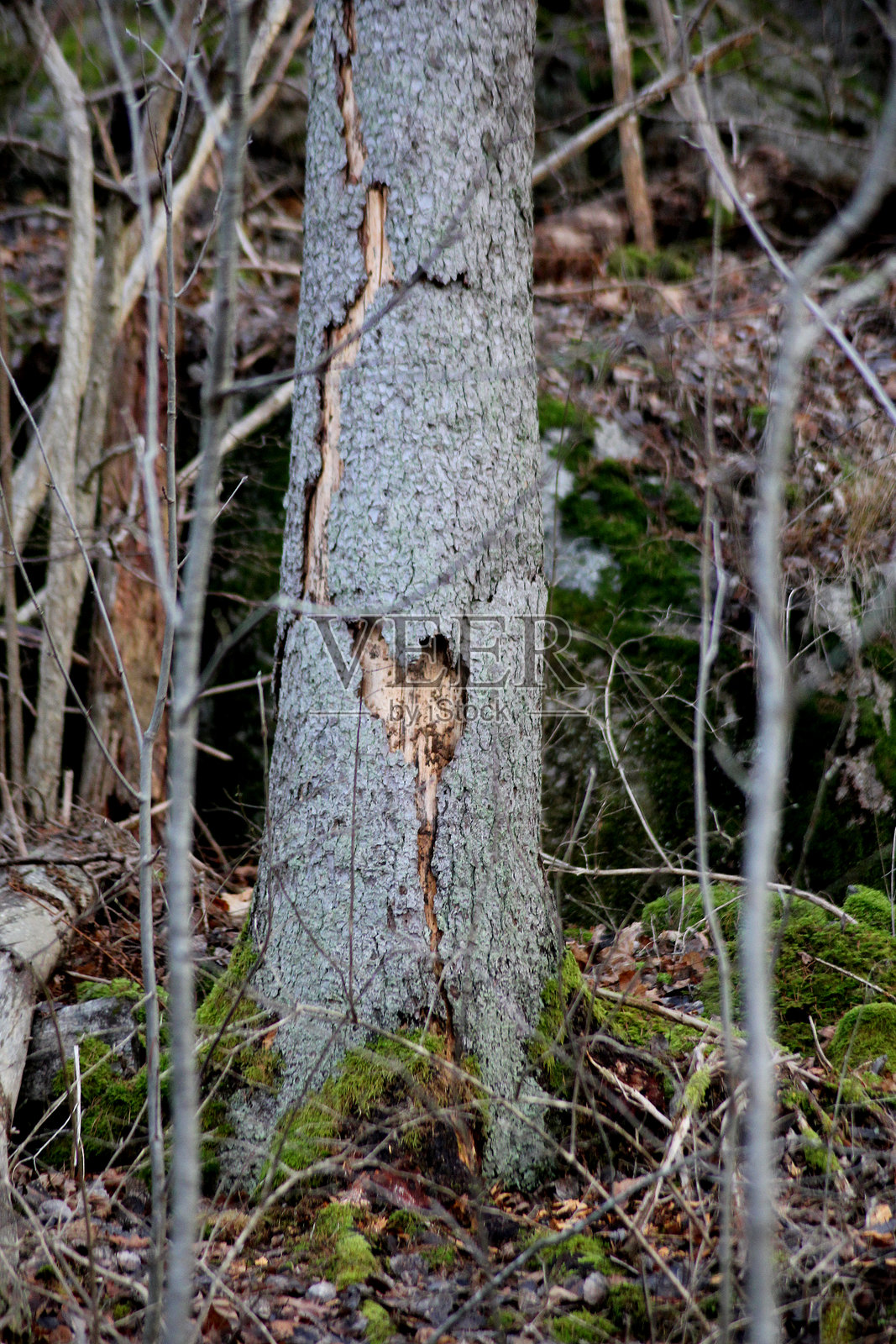 一颗大心和大树上的涟漪照片摄影图片