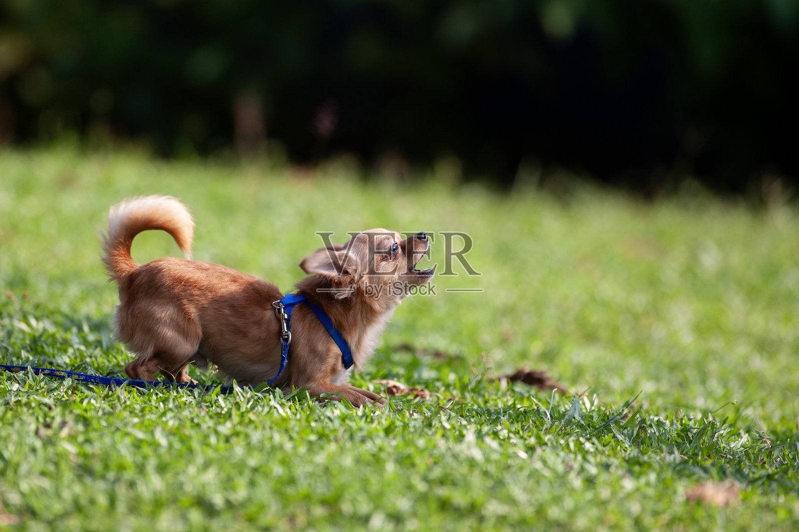 狗在公园里玩耍照片摄影图片
