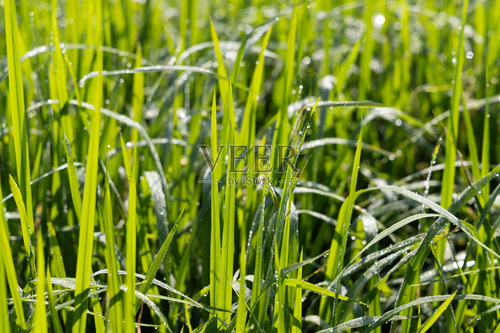 阳光明媚的早晨，草地上的露珠与美丽柔和的散景效果。绿色草地上的日出。照片摄影图片