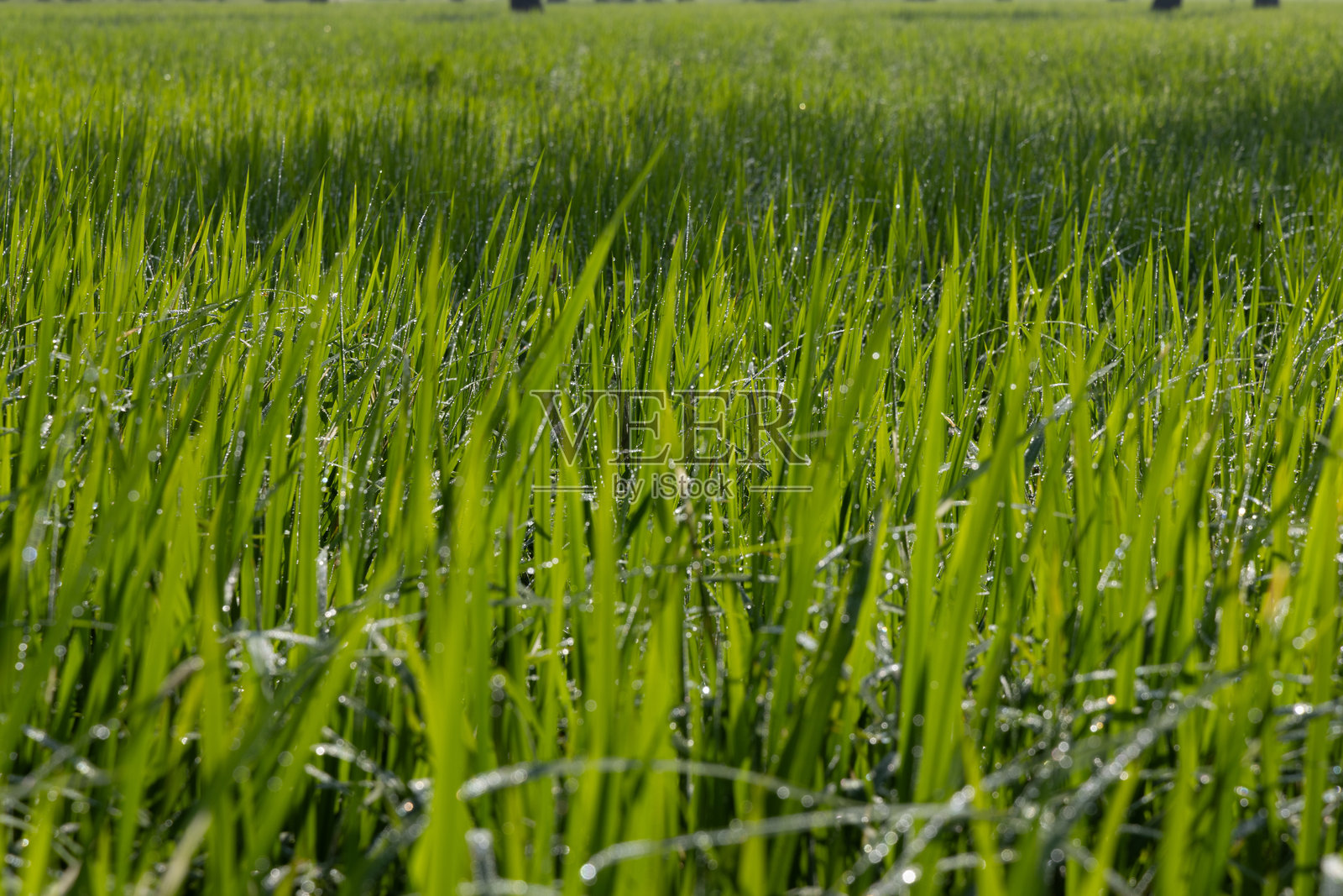阳光明媚的早晨，草地上的露珠与美丽柔和的散景效果。绿色草地上的日出。照片摄影图片