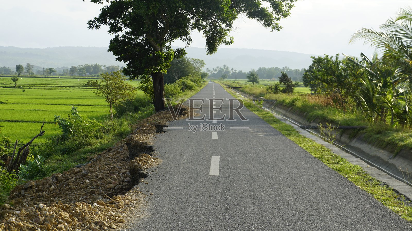 风景如画的乡村道路穿过郁郁葱葱的绿田照片摄影图片