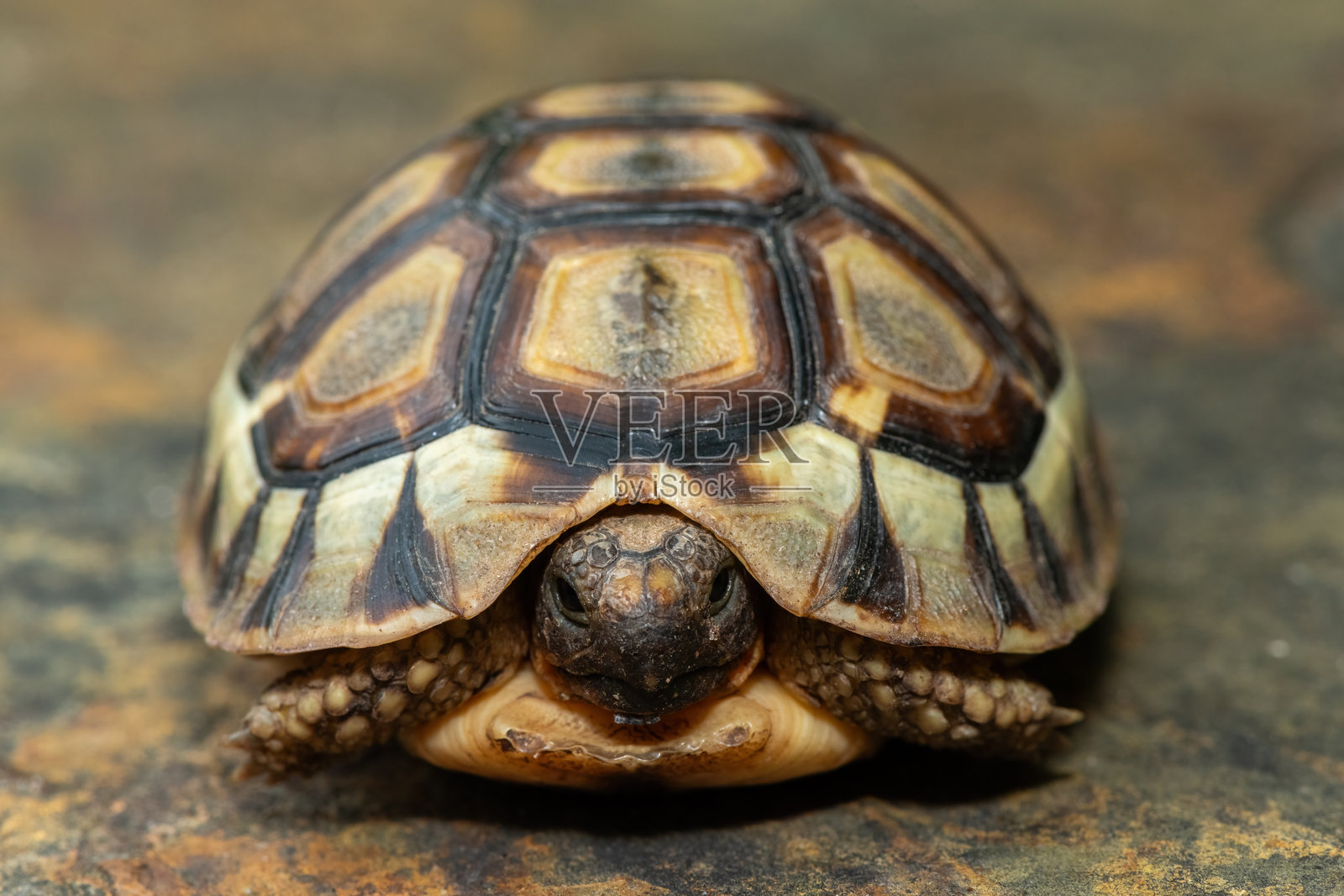 角龟 (Chersina angulate)照片摄影图片