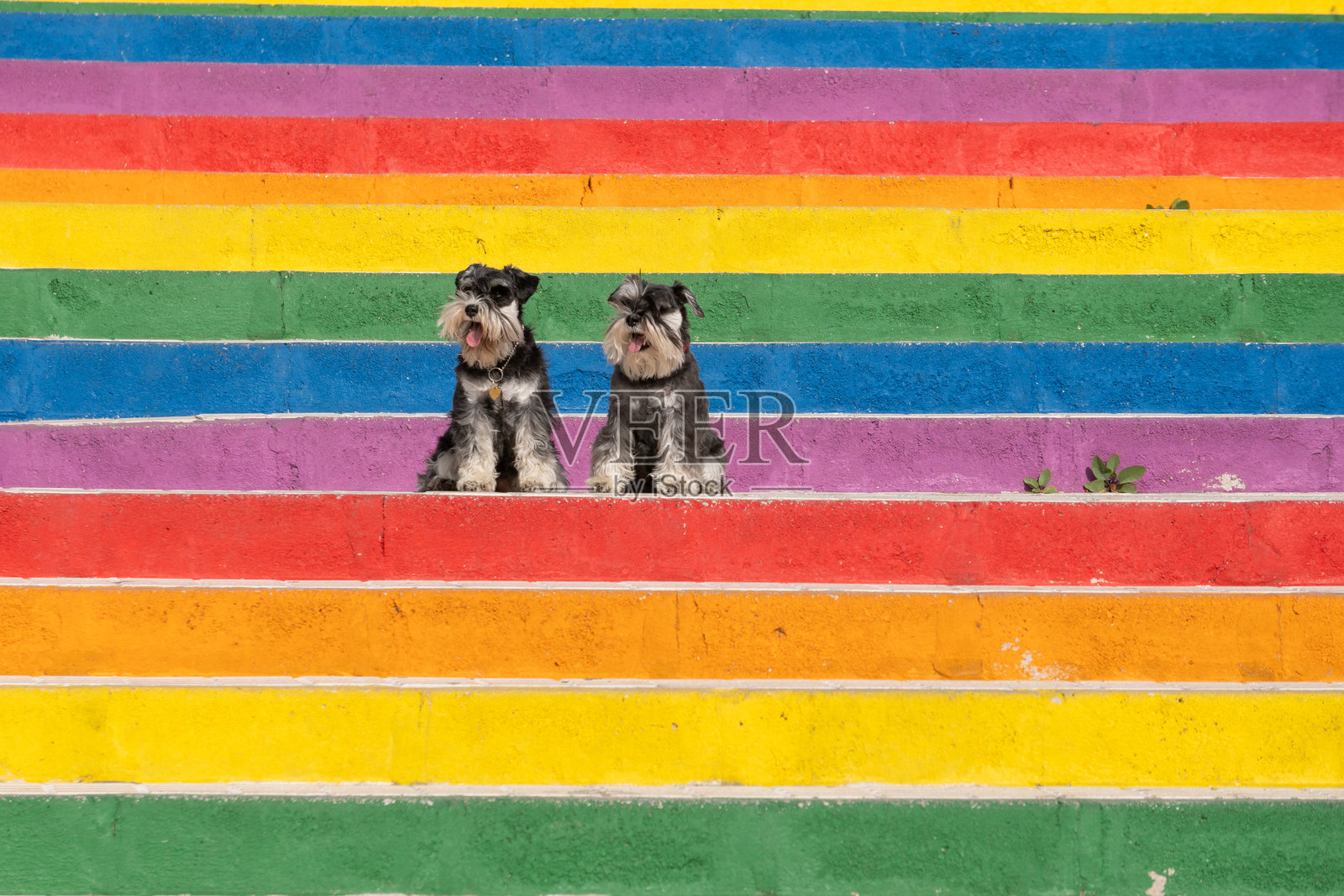 两只小猎犬在彩虹阶梯上照片摄影图片