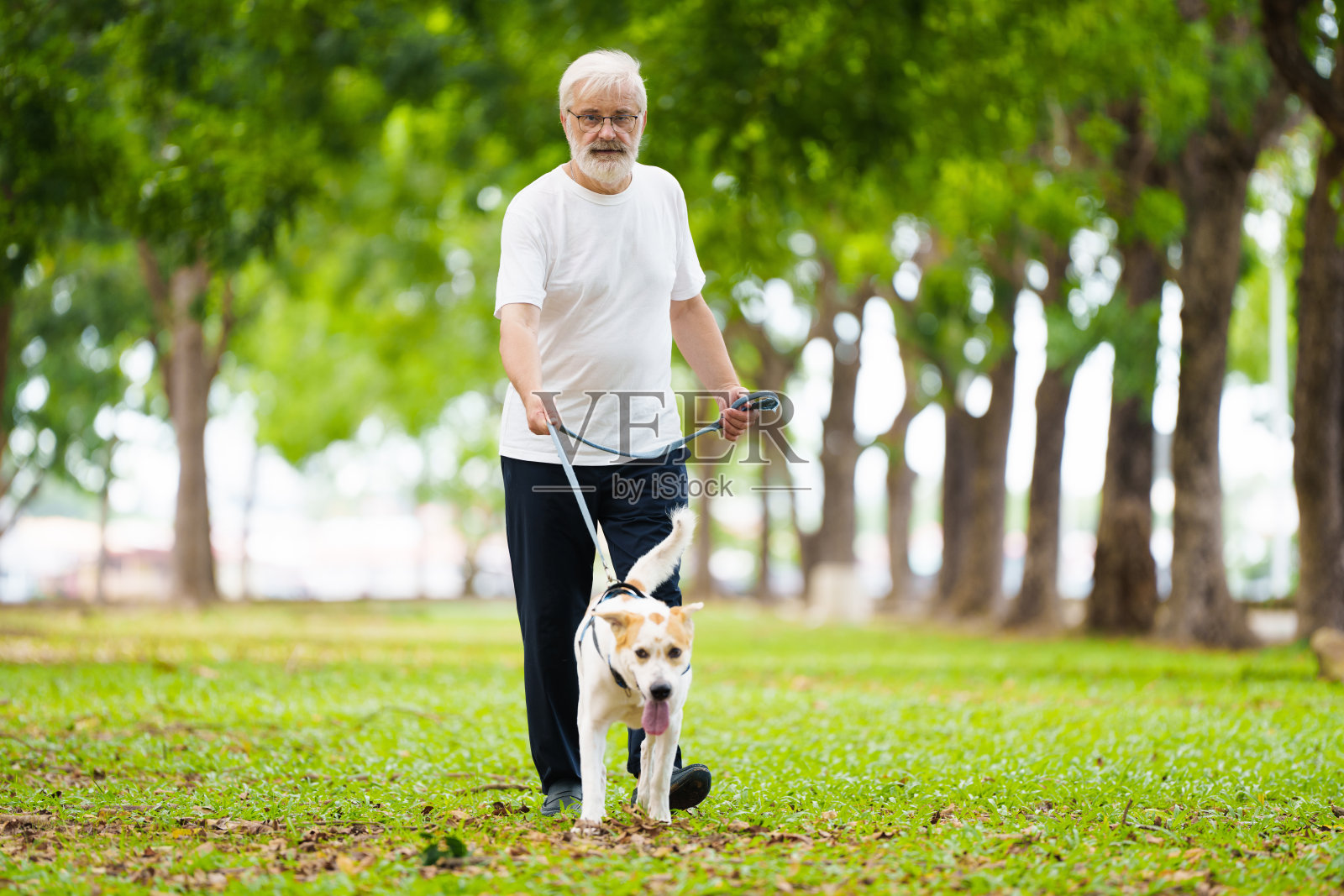 老年人遛狗。积极的退休生活。照片摄影图片