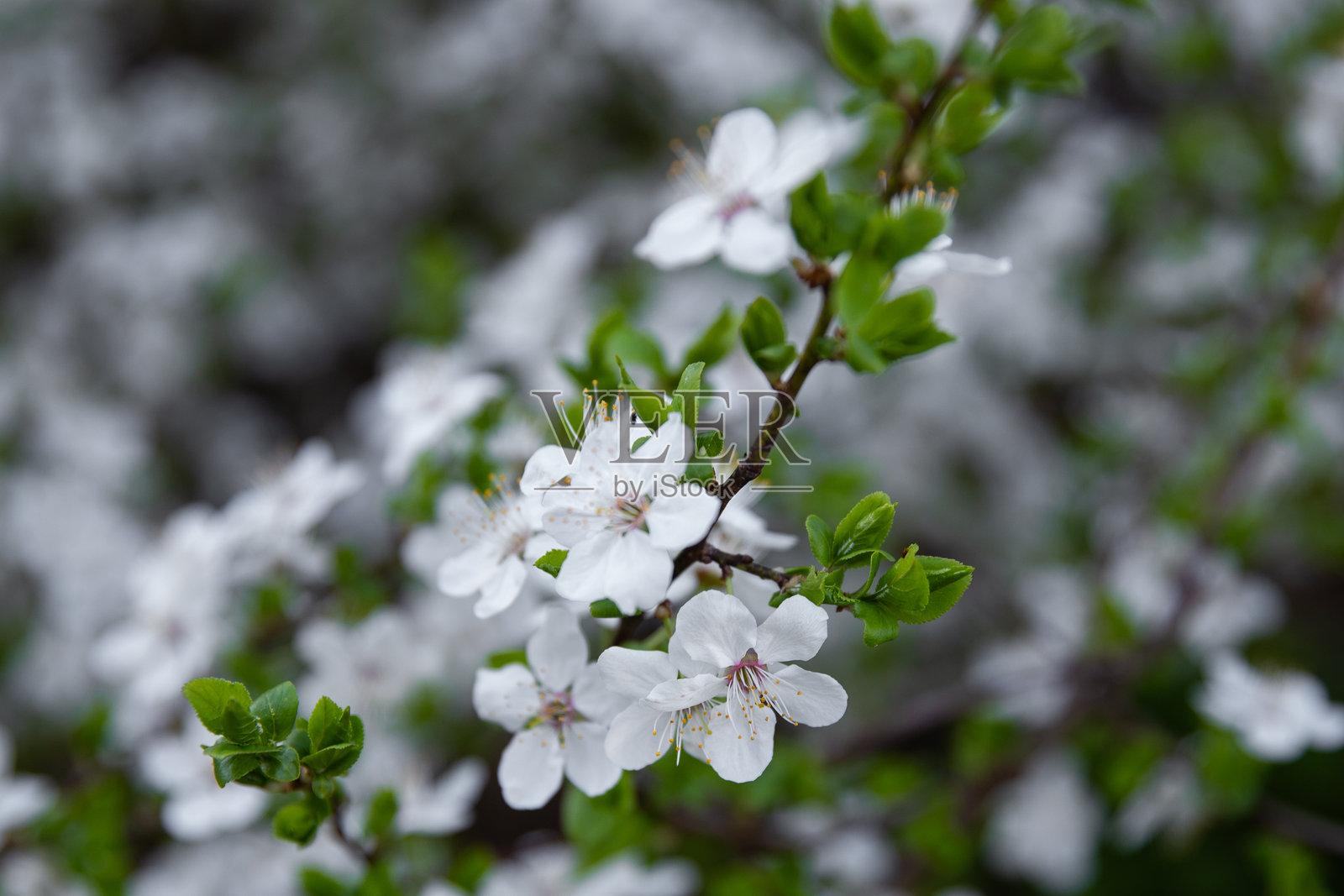 春天的花朵在树枝上盛开，春天的树木开花，树上的白色花朵照片摄影图片