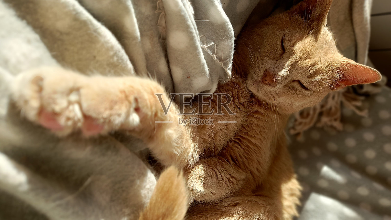 粉色猫咪在阳光下休息照片摄影图片