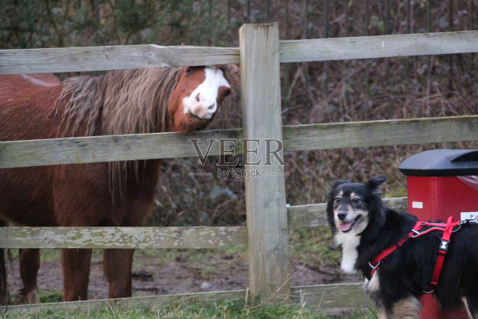 狗和马在一起的搞笑照片照片摄影图片