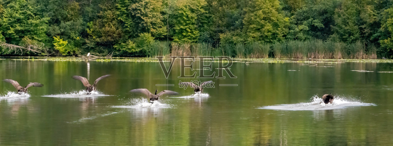 鹅降落照片摄影图片