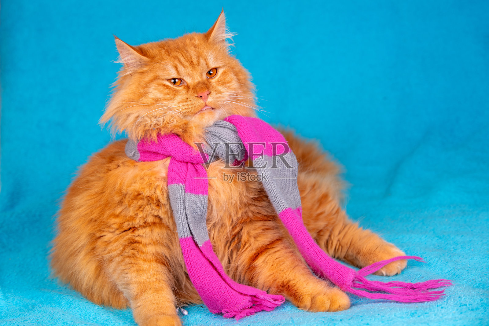 穿着编织围巾的西伯利亚长毛猫时尚肖像，背景为蓝色照片摄影图片